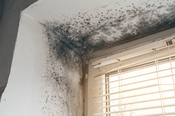 Affordable Crawl Space Mold Remediation solutions in Springfield, MI