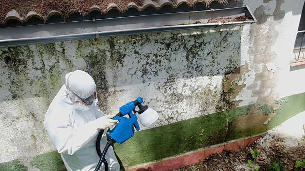 Top rated local Crawl Space Mold Remediation specialists in Springfield, MI